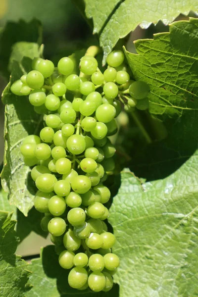 Branch Wine Uve Vineyard Martinborough Nuova Zelanda — Foto Stock