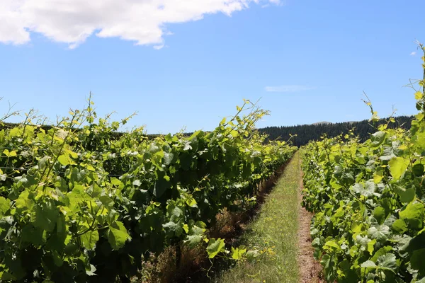 Vinice Létě Martinborough Nový Zéland Stock Fotografie