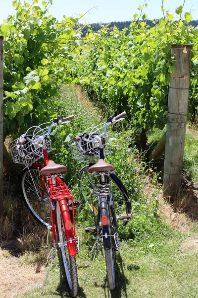 マーティンズボロのブドウ畑での自転車ツアー ニュージーランド ロイヤリティフリーのストック写真