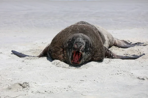 New Zealand Sea Lion Phocarctos Hookeri Descansando Sandfly Beach Península —  Fotos de Stock