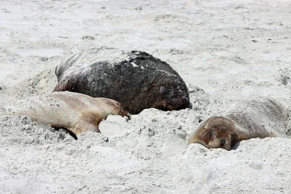 Семья Морских Львов Новой Зеландии Phocarctos Hookeri Отдыхает Пляже Sandfly — стоковое фото
