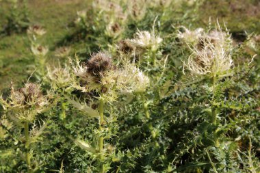 İsviçre 'nin Pennine Alpleri' ndeki en Spinest Thistle (Cirsium spinosissimum). Avrupa