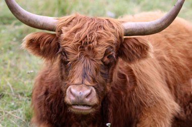 İsviçre Pennine Alplerindeki Highland Sığırları. Avrupa