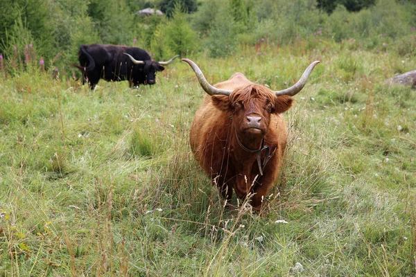 スイスのペニーネ アルプスのハイランド牛 ヨーロッパ — ストック写真