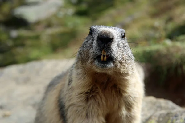 Marmota Alpina Nos Alpes Suíços Suíça Europa — Fotografia de Stock