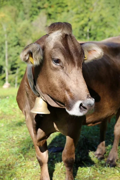 Rinder Den Berner Alpen Der Schweiz Europa — Stockfoto