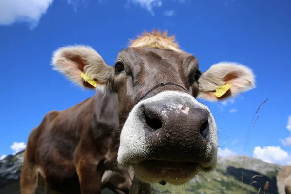 Cattle Bernese Alps Switzerland Europe — Stock Photo, Image