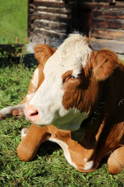 Cattle Bernese Alps Switzerland Europe — Stock Photo, Image