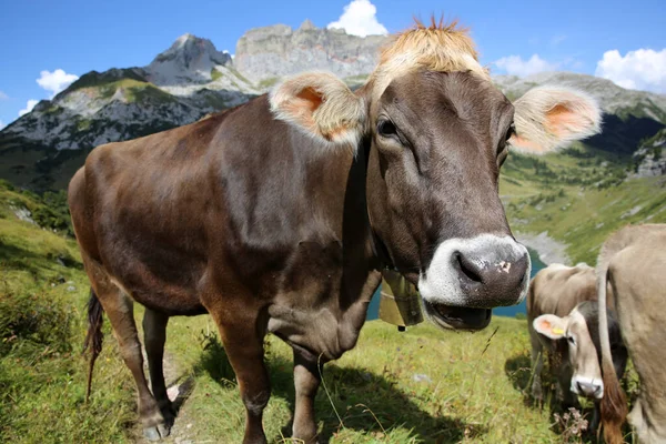 Bydło Alpach Berneńskich Szwajcarii Europa — Zdjęcie stockowe
