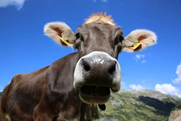 Rinder Den Europäischen Alpen Der Schweiz Europa — Stockfoto