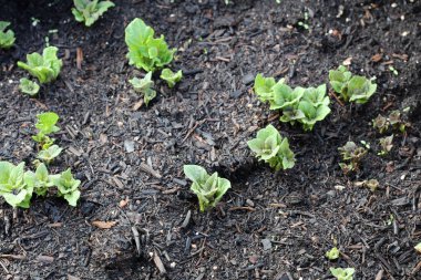 Almanya 'da taze organik patates fabrikaları