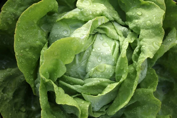 Fresh Butterhead Lettuce Field Germany — Stock Photo, Image