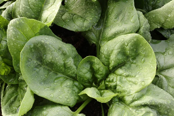 Frische Bio Spinatblätter Auf Dem Feld Deutschland — Stockfoto