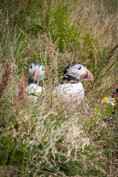 잔디에 아이슬란드어 puffins — 스톡 사진