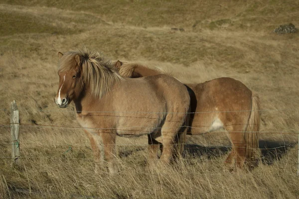 Chevaux de poney islandais — Photo