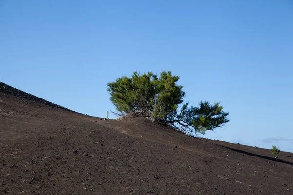 Eenzame boom voor de blauwe lucht — Stockfoto