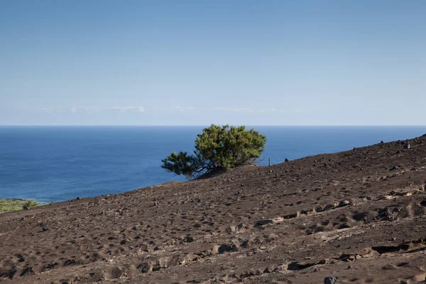 Árbol solitario frente al cielo azul —  Fotos de Stock