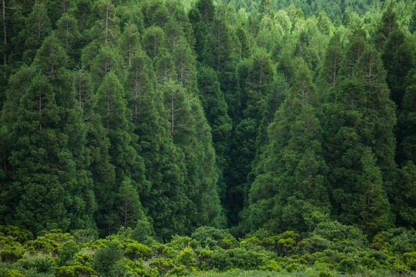Perial Adası, Azores 'teki orman deseni