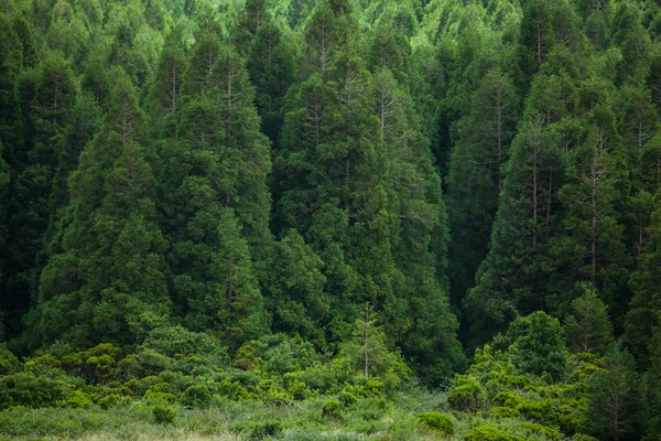 Perial Adası, Azores 'teki orman deseni