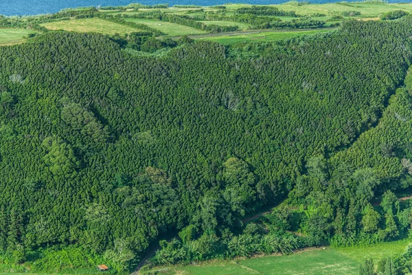 Zielony wzór lasu na Wyspie Faial, Azory, Portugalia — Zdjęcie stockowe