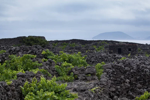 Paisaje viñedos protegidos, Pico, Azores, Portugal —  Fotos de Stock