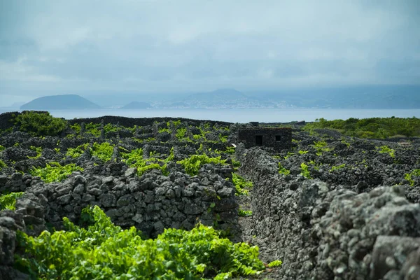 Chráněné vinice krajina, Pico, Azory — Stock fotografie
