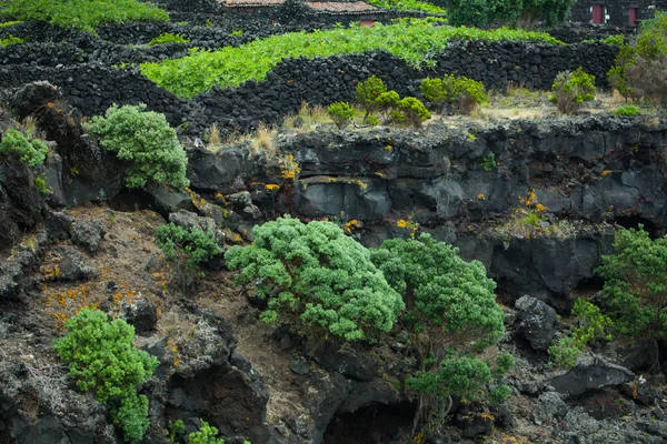 Zwart vulkanisch terrein met groene planten — Stockfoto