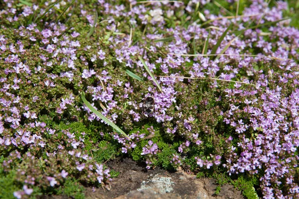 Thymus plant in Pico island, Açores, Portugal — Fotografia de Stock