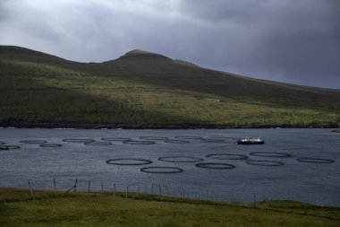 Faroe Adaları somon çiftlikte