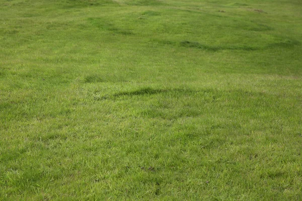 Sommar gräs bakgrund — Stockfoto