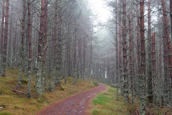 Bosque de otoño en el Parque Nacional Cairngorms, primer plano — Foto de Stock