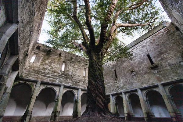 Klasztor w Muckross Abbey, Irlandia, Wielka Brytania — Zdjęcie stockowe