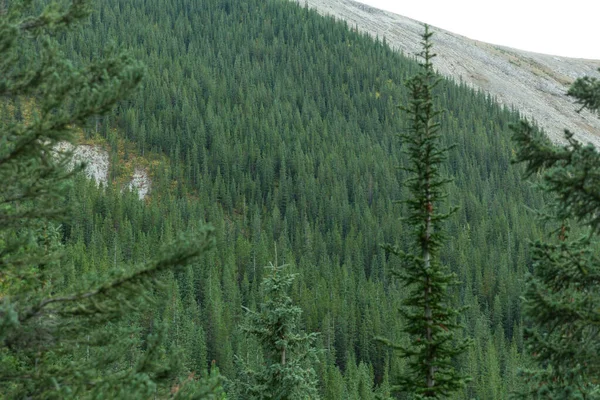 Sülfür Skyline Yolu, Jasper Ulusal Parkı, Kanada Kayalıkları, Alberta