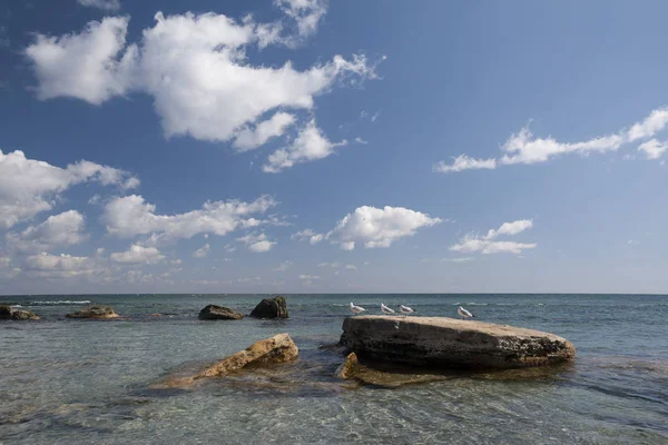 Eine Schar Möwen auf einem Felsen im Meer. — Stockfoto
