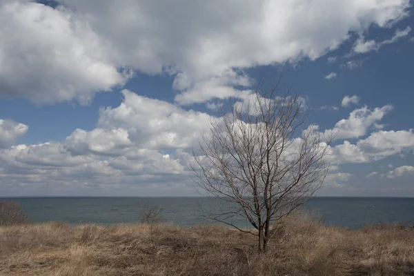 Lonely tree on the beach. — Stock Photo, Image