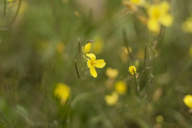 Yalnız herhangi bir böcek üzerinde sarı bir çiçek.