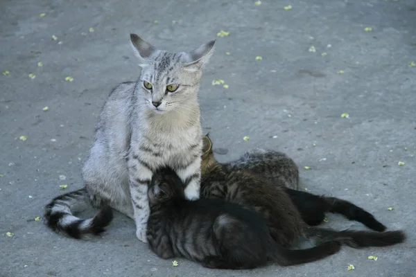 The cat feeds her kittens.