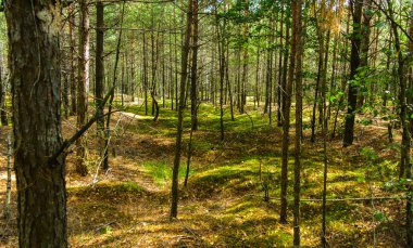 Çam ormanı, moss orman, Beyaz Rusya, Brest bölgesinde, Eylül, Sonbahar, gün, güneşli,