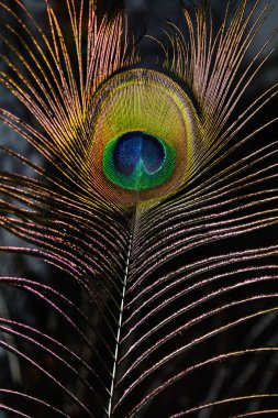 Peacock tüy, tüy, kuyruk, kuyruk tüy,