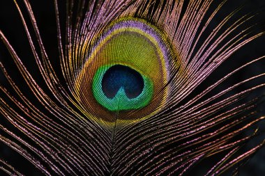 Peacock tüy, tüy, kuyruk, kuyruk tüy,