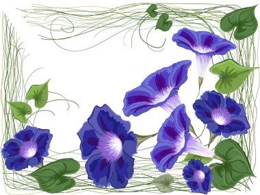 Convolvulus balkon çerçeve