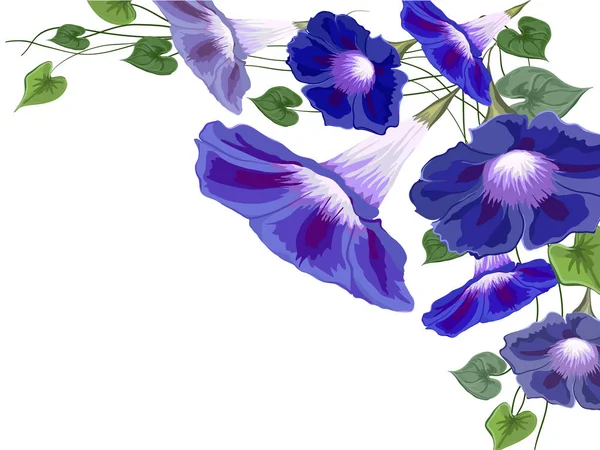 Convolvulus balkon çapraz