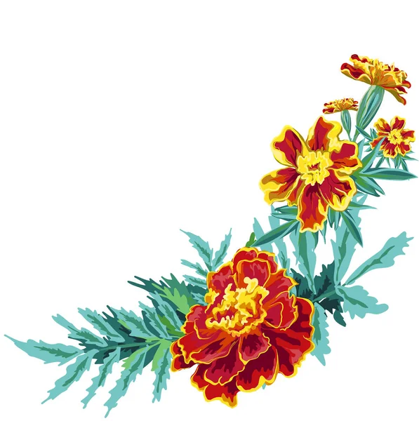 Flower Marigold v — стоковый вектор