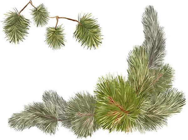 Rameaux de pins — Image vectorielle