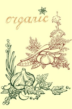 sebze sarımsak, baharatlar, bitkiler, biberiye, vektör parlak çizgiler ile mutfak, turşu ve Restoran şefi için otlar doodle baharat taslağını