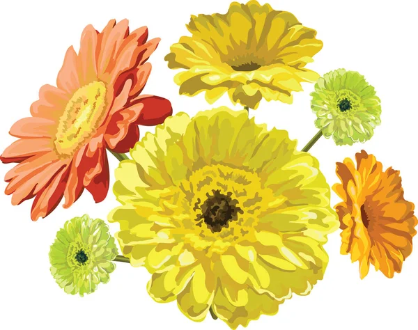 Gerbera fiori giallo, arancione e verde dipinto vettore isolato — Vettoriale Stock