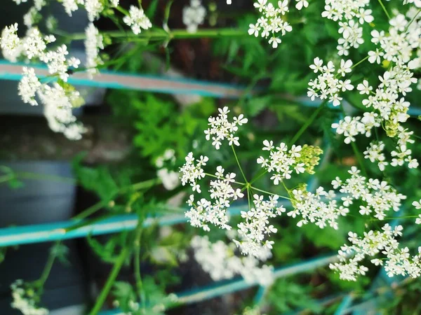 小的白色花背 绿色的 明亮的肉质叶 夏日小花特写 — 图库照片