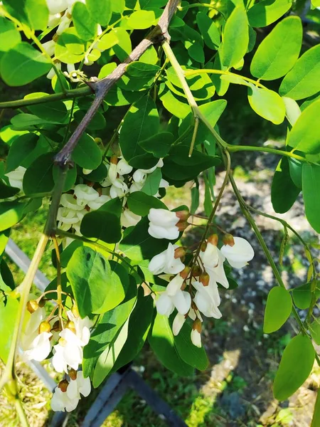 Ramo Acacia Bianca Uno Sfondo Verde Brillante Foglie Succose Giorno — Foto Stock