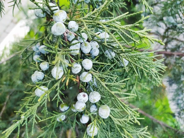 Folhagem Agulhas Verdes Perto Fundo Frutos Thuja Macro — Fotografia de Stock