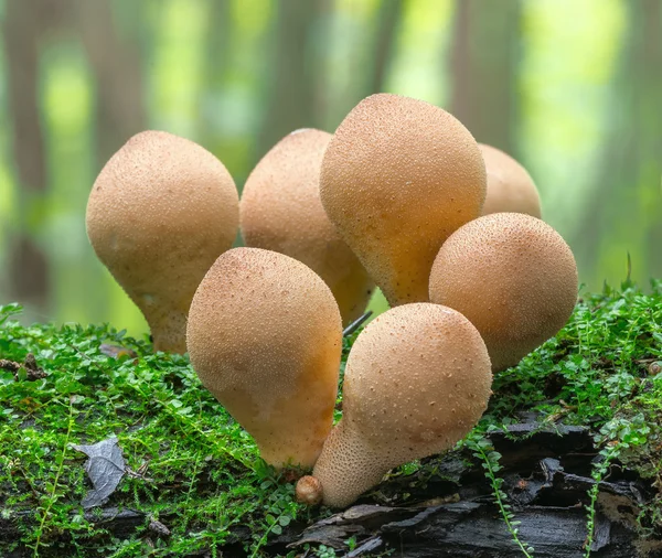 Group of puffball mushrooms (Genus Lycoperdon) in autumn forest — Stock Photo, Image